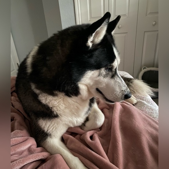 Meet your Posher, Clau - Picture 7 of 7